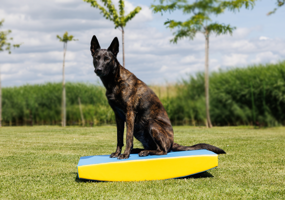 Balans en Coördinatie