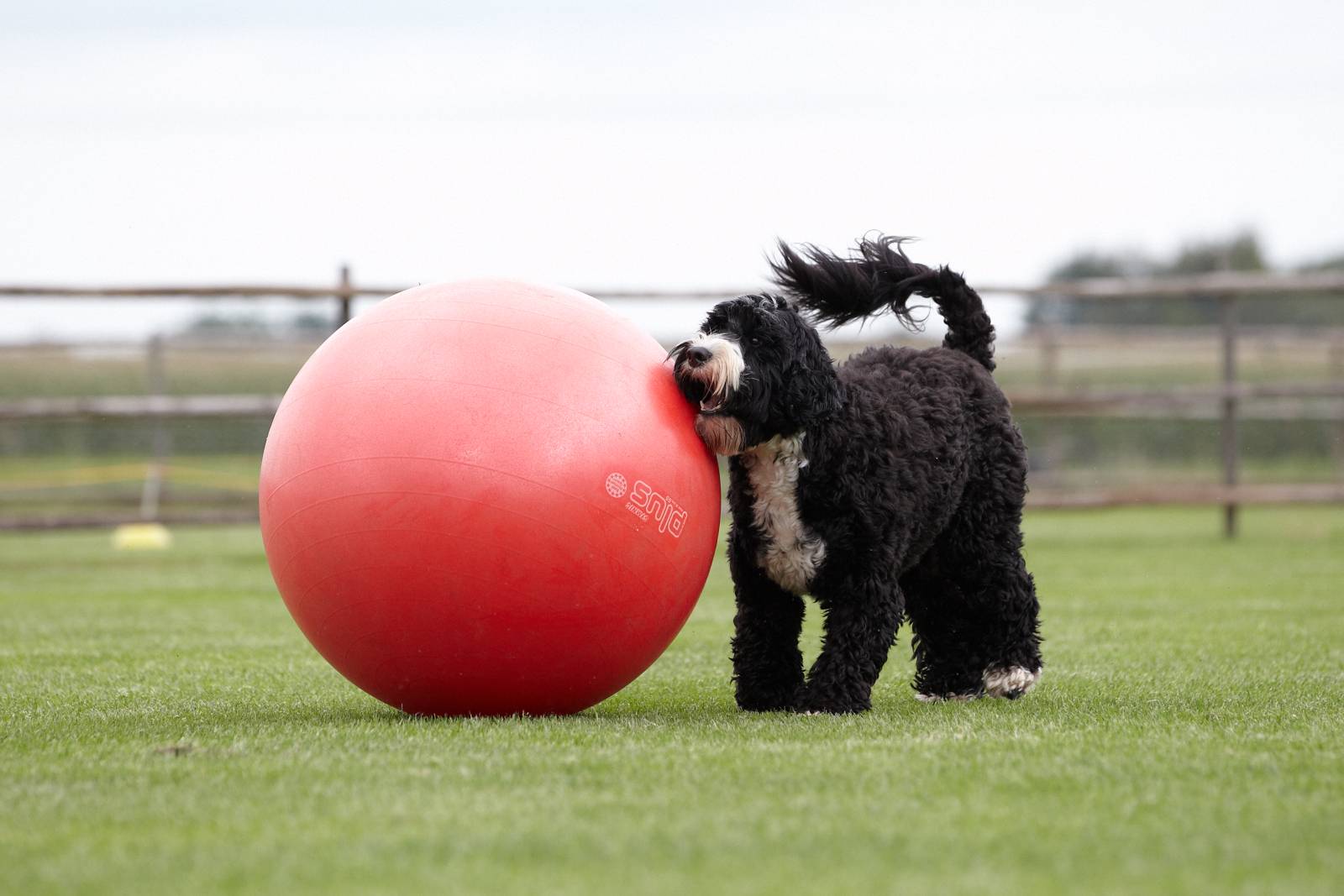 oefenmateriaal hondentraining-balansmaterialen hondentraining-treiball